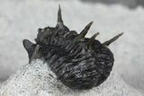 Rare, Proetid (Otarionella) Trilobite - Jebel Oudriss, Morocco #183723-4